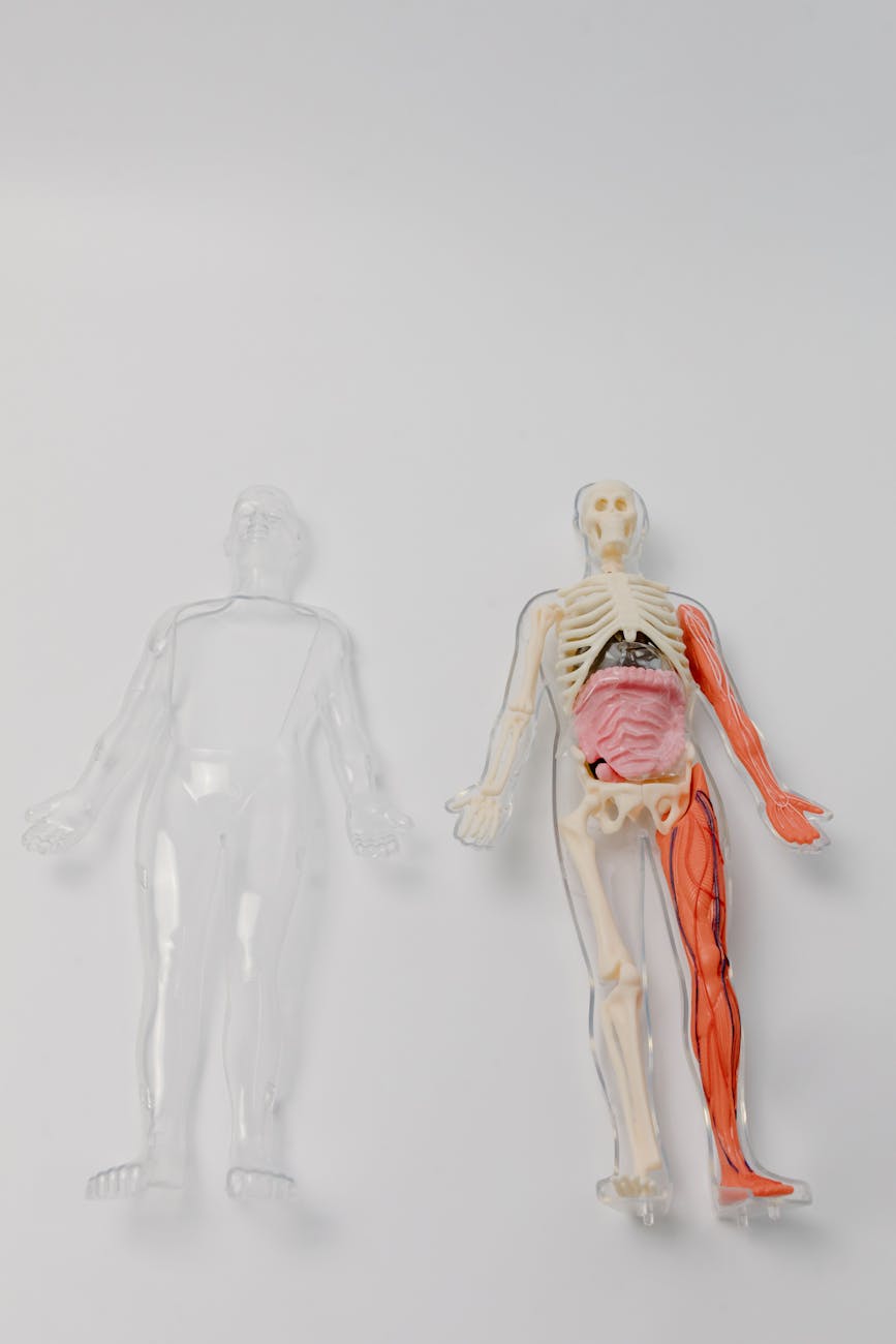 Organ-on-a-Chip Model Representation