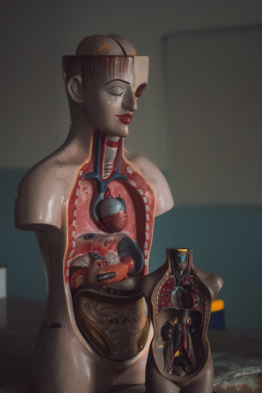 OoC Model of the Lung