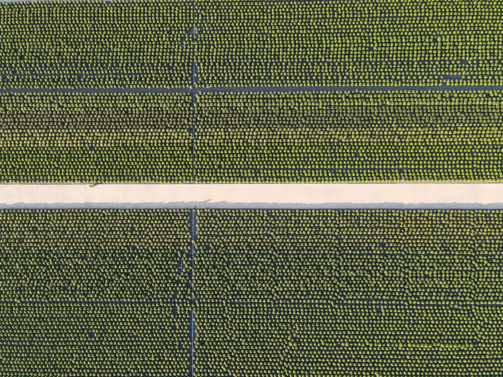 A fleet of sleek, autonomous agricultural robots tending to crops in a vast, sun-drenched field, showcasing precision and efficiency.