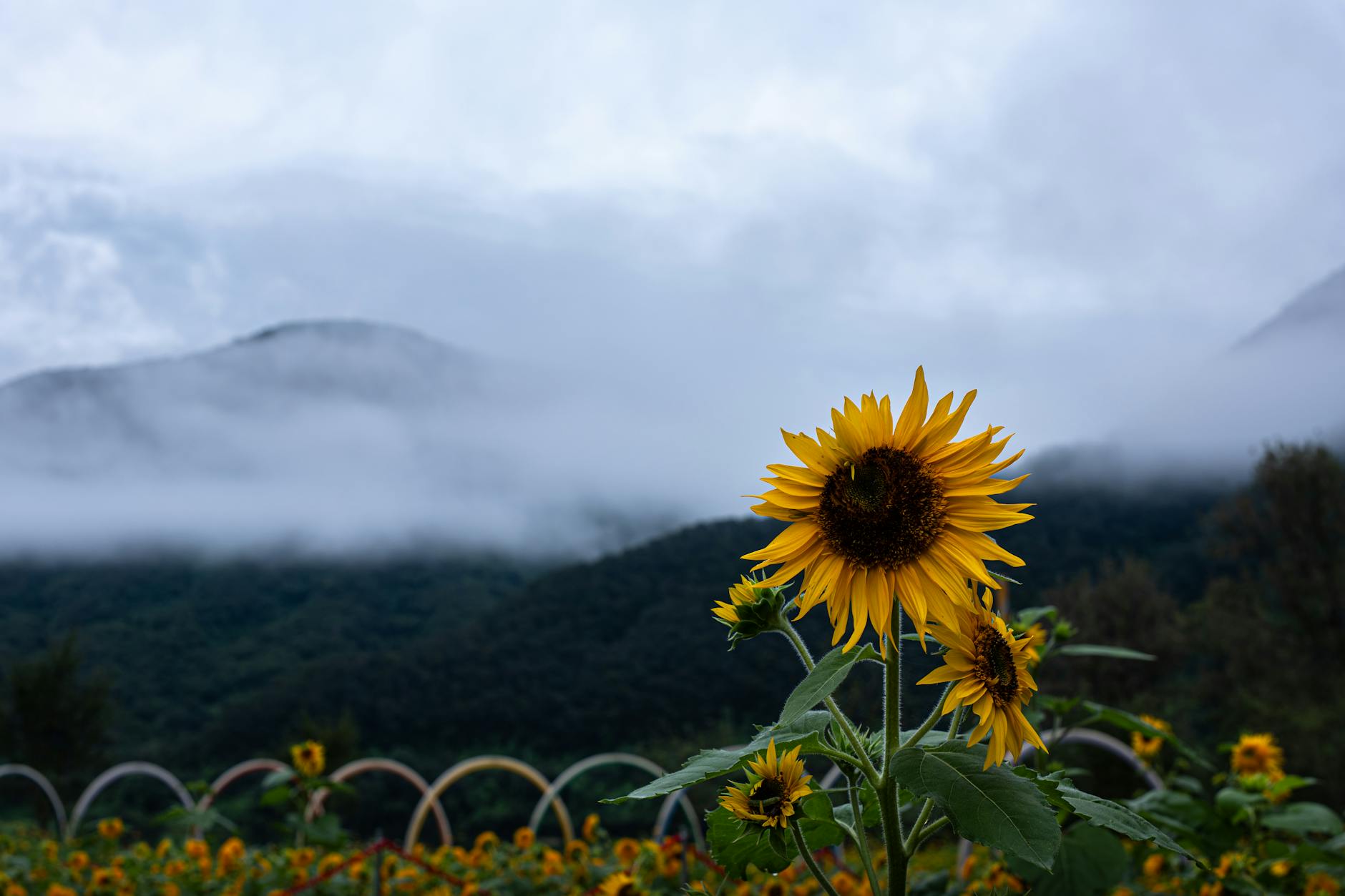 디지털 보안 요소와 완벽하게 통합된 다양한 산업 환경(발전소, 공장, 자율 주행 차량)의 몽타주.